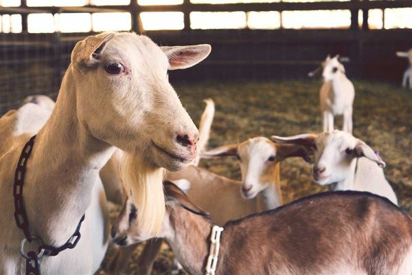 Dairy Goat Farming