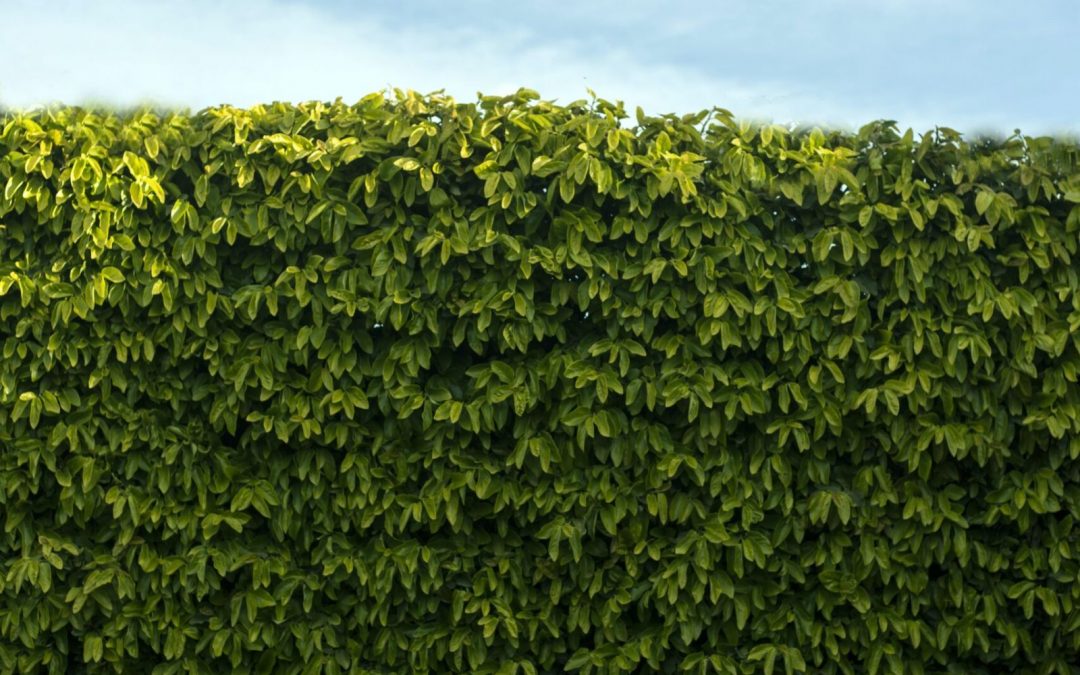 Fencing: 5 Hedge plants you can consider