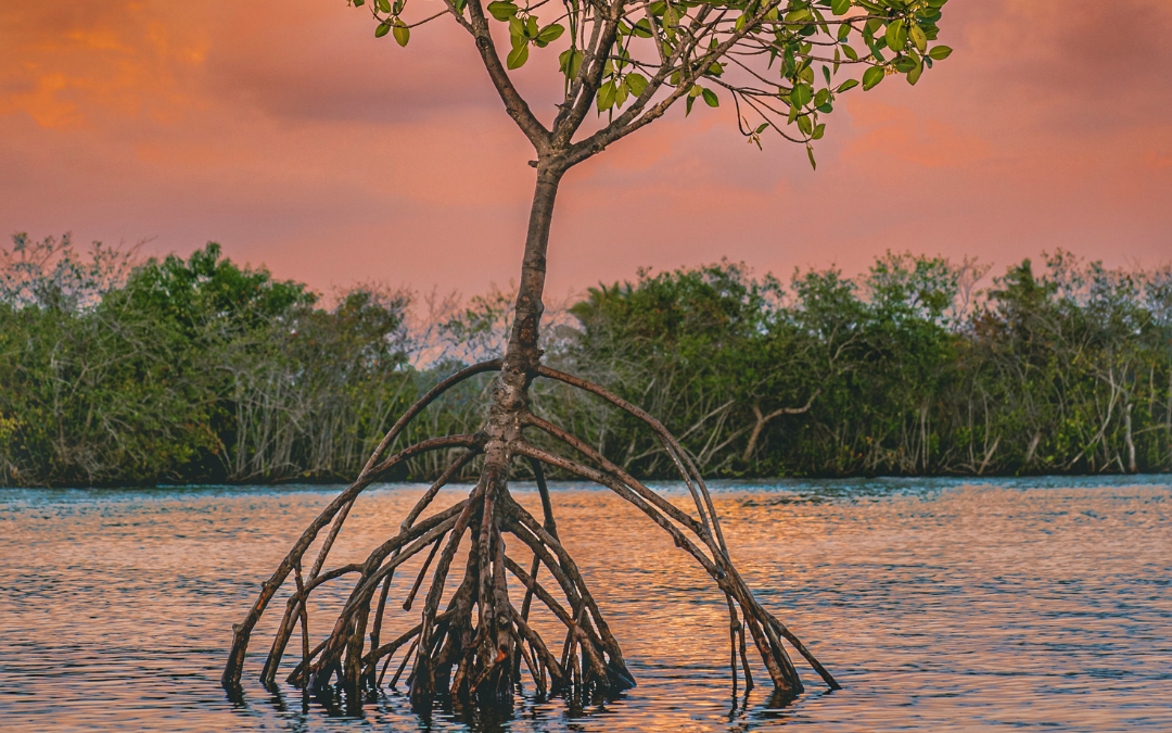 Sustainable mangrove forest management